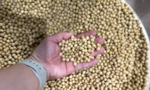 5 thực phẩm giúp giảm nguy cơ ung thư vú